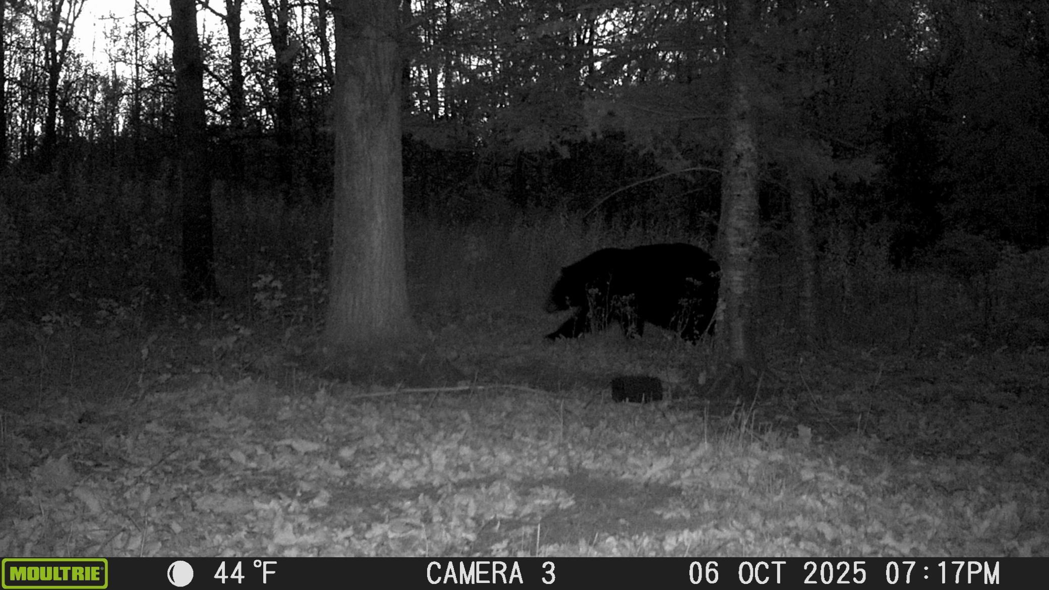 Bear #2.JPG