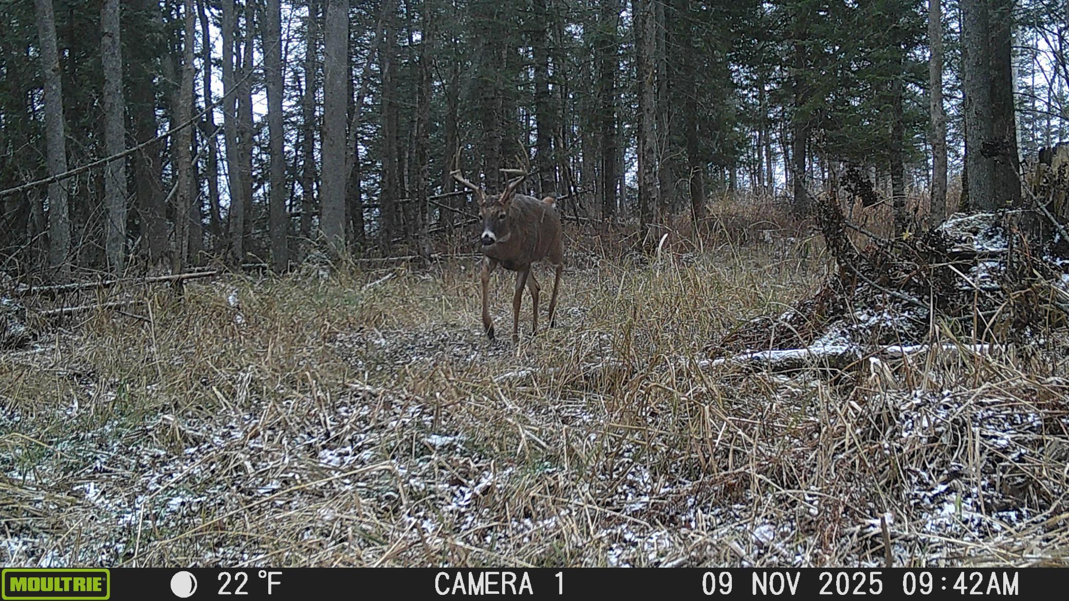 Deer #2.JPG