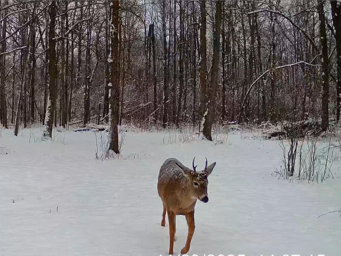 9-mls_a_buck.jpg