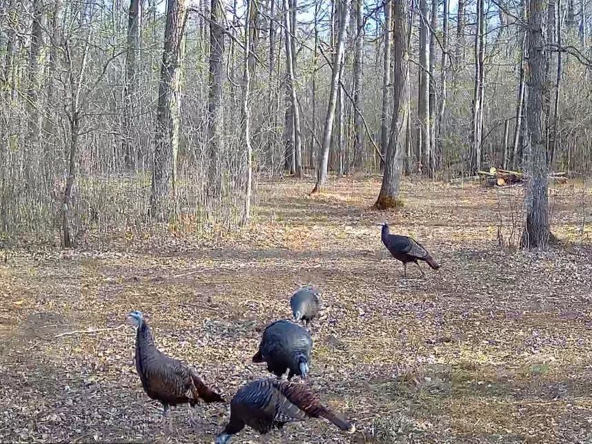 10-mls_b_turkey3.jpg