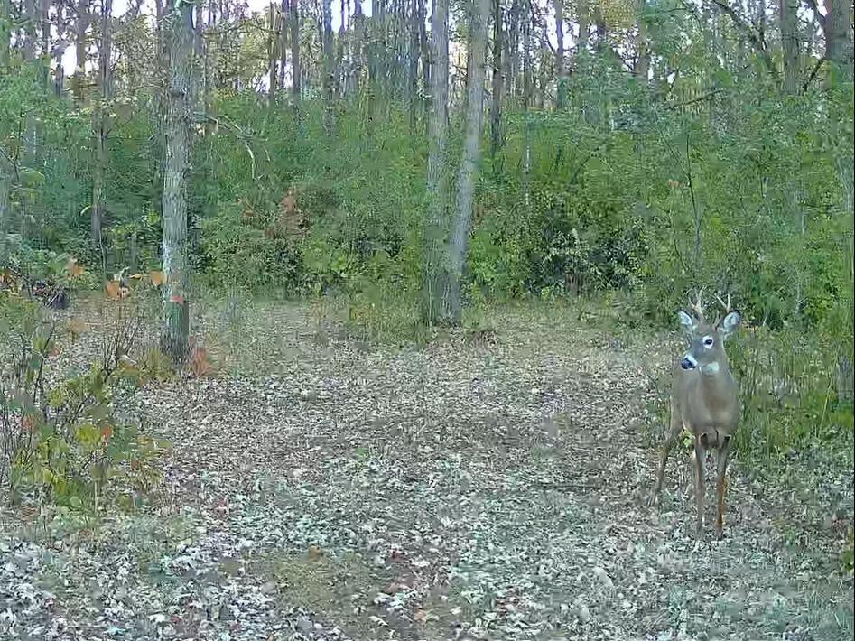 12-mls_d_buck2.jpg