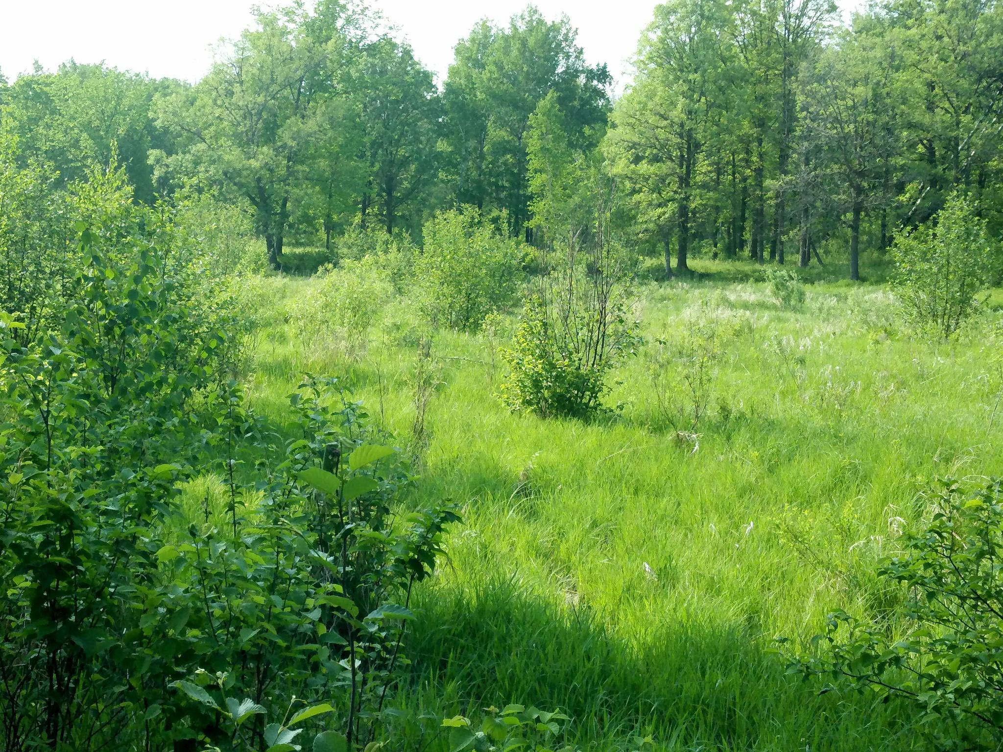 2-mls_3_acres_of_pasture_.jpg