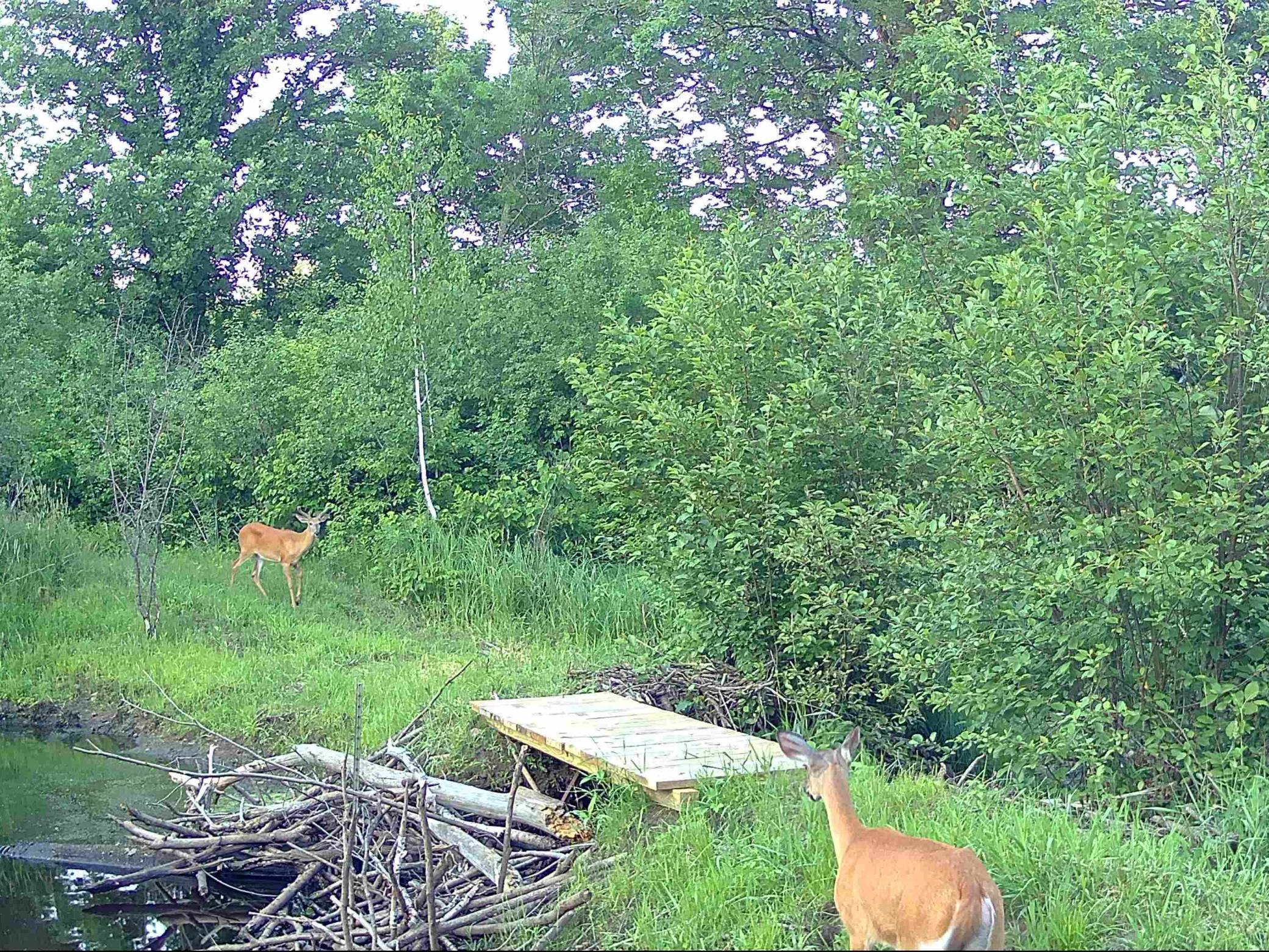 15-mls_g_bridge_deer.jpg