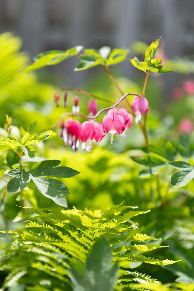 One of the many perennials