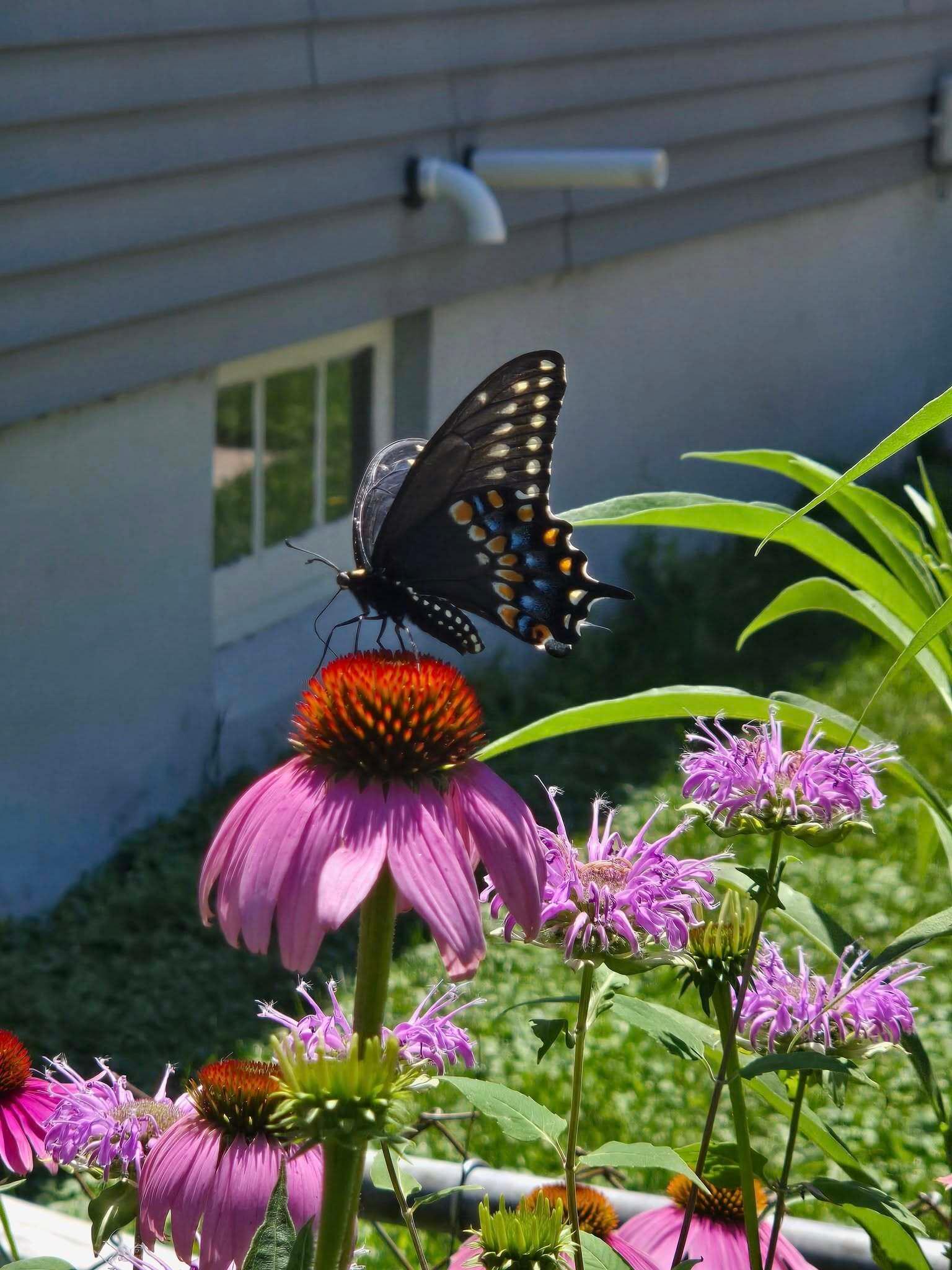 butterfly3.jpg