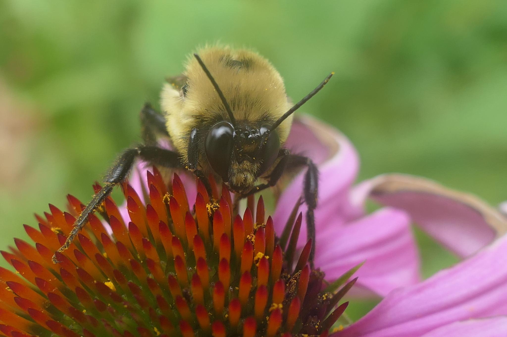 bee1.jpeg