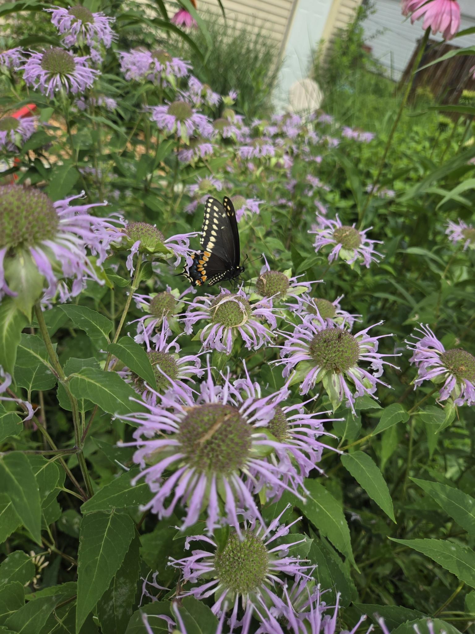 butterfly2.jpg