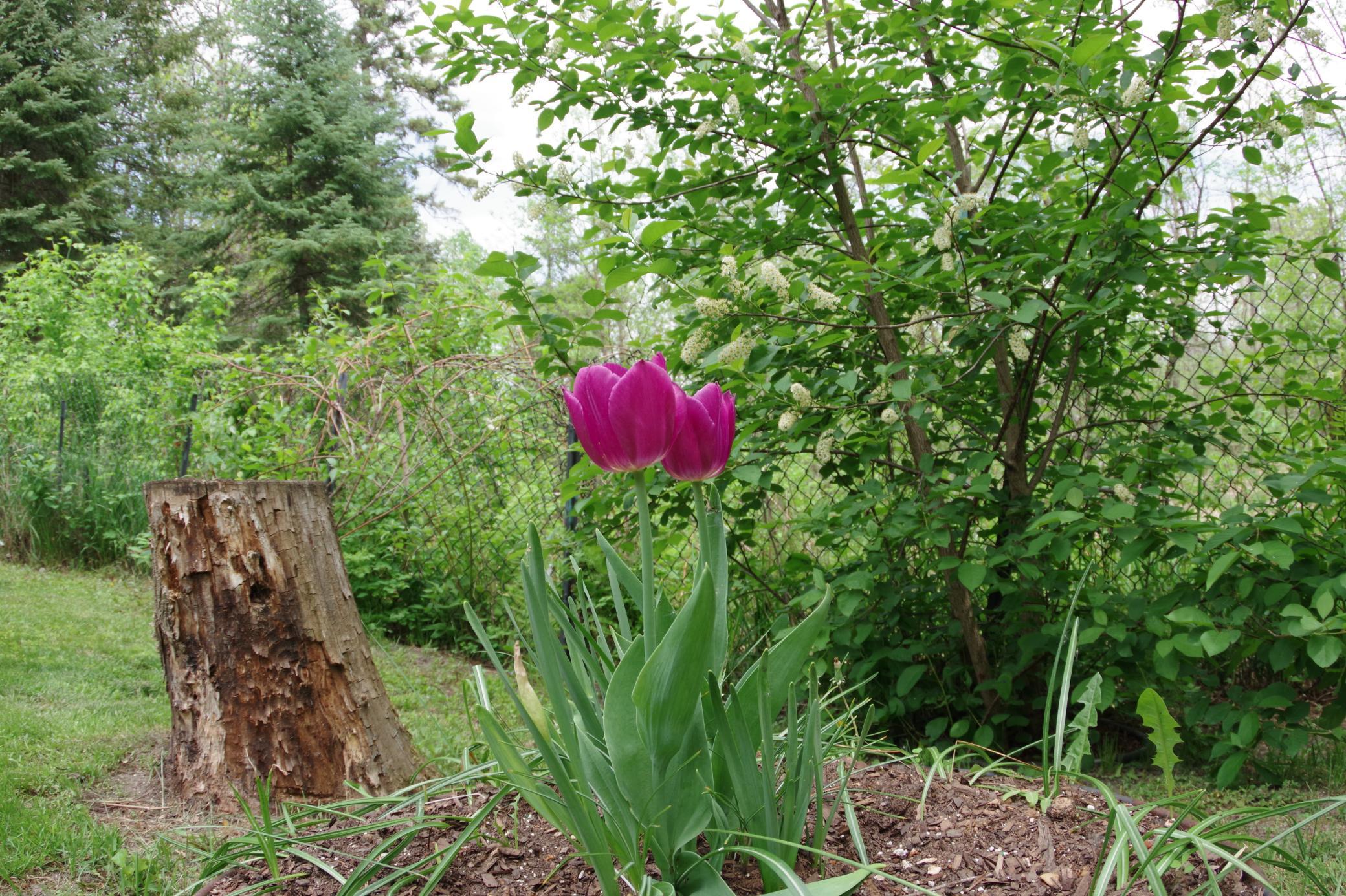 IMGP7729.JPG