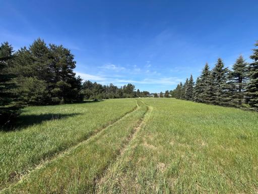 Pine trees surround the property boundary for privacy