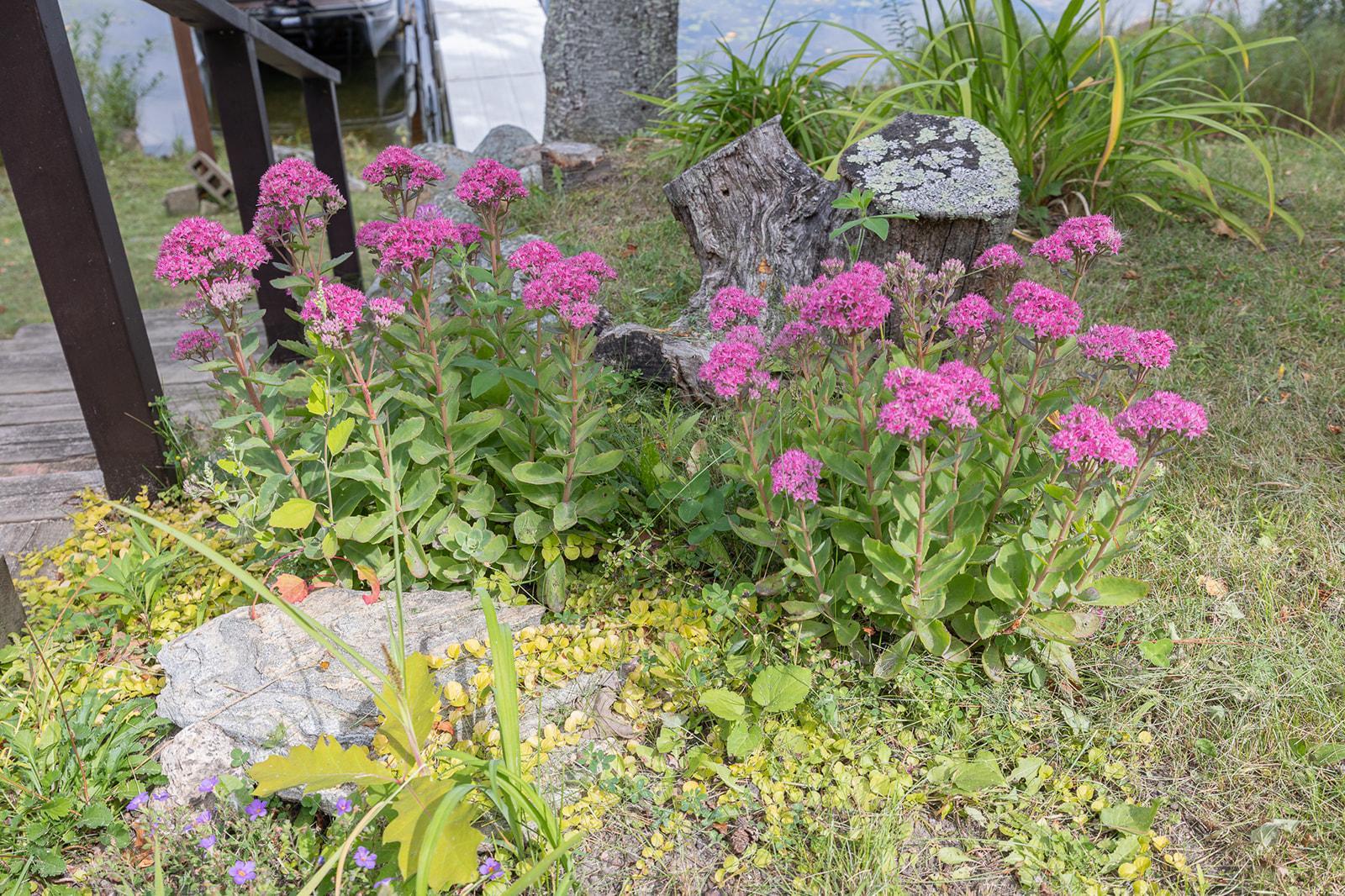 Nice landscaping