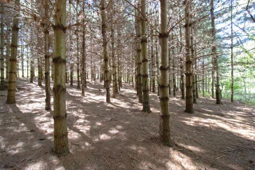 TBD Nueman Trail, Lindstrom, MN 55045