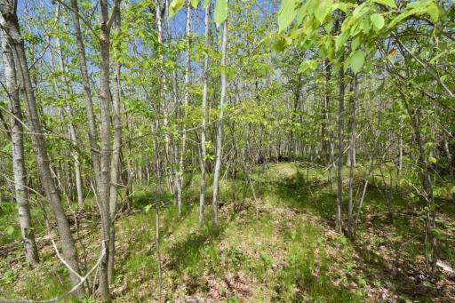 Lot 10 Fremsted Road, Danbury, WI 54830