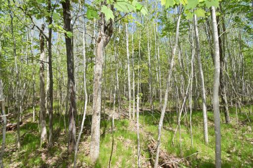 Lot 10 Fremsted Road, Danbury, WI 54830