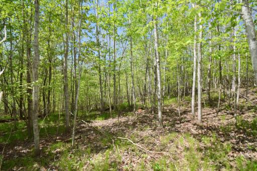 Lot 10 Fremsted Road, Danbury, WI 54830