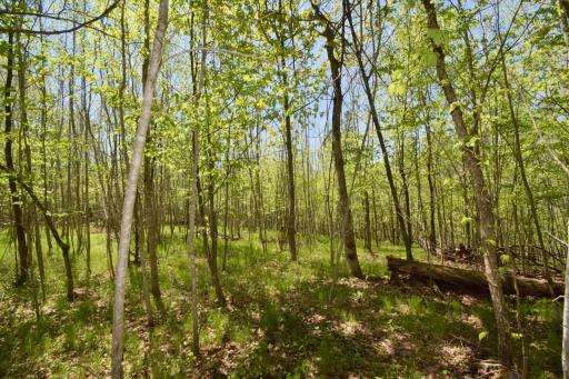 Lot 10 Fremsted Road, Danbury, WI 54830