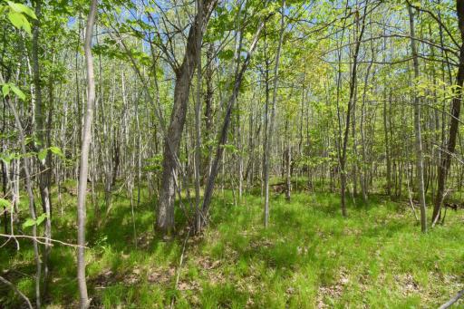 Lot 10 Fremsted Road, Danbury, WI 54830