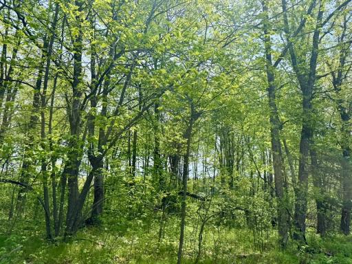 XYZ Dailey Lake Road, Willow River, MN 55795