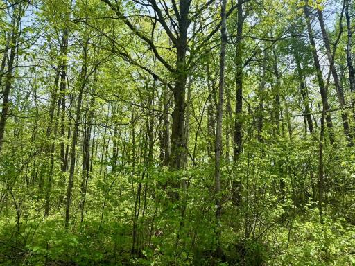 XYZ Dailey Lake Road, Willow River, MN 55795
