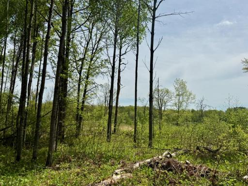 XYZ Dailey Lake Road, Willow River, MN 55795