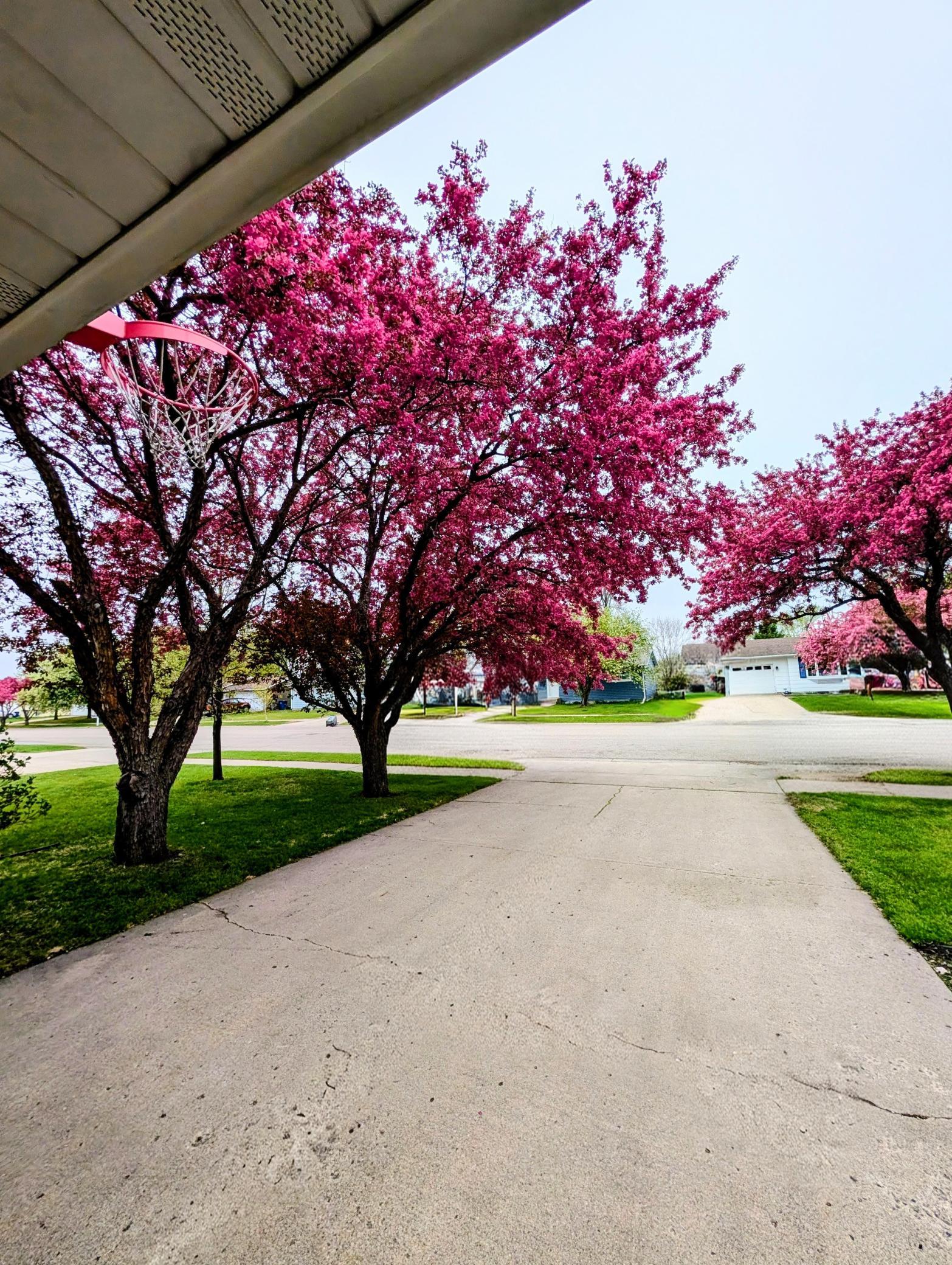 blooming trees~2.jpg