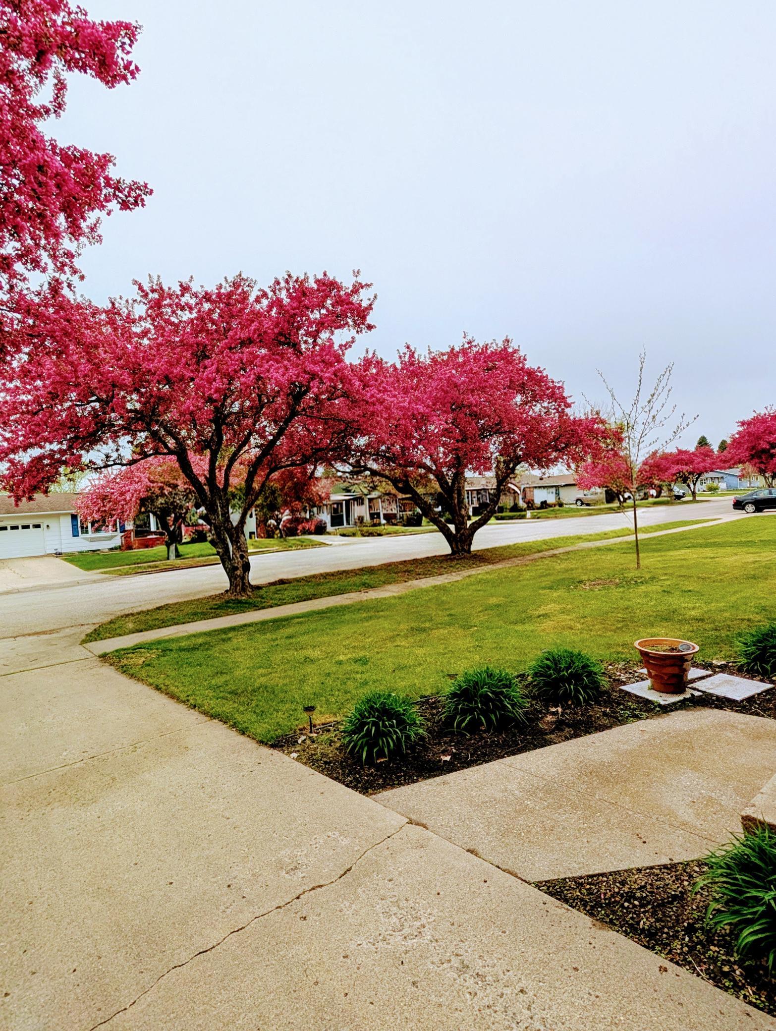 front yard~2.jpg
