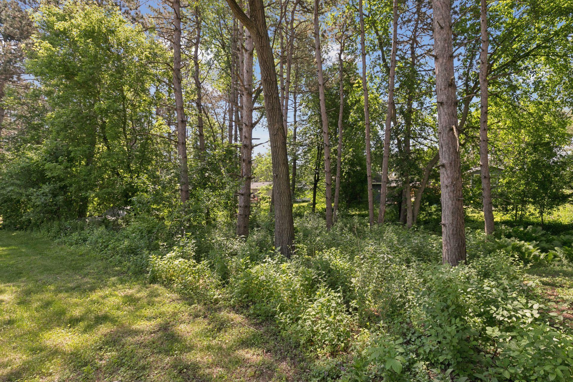 Mature trees on the south border of the lot.