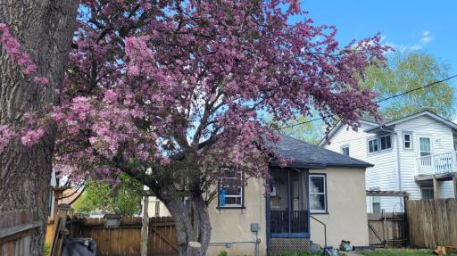 A spring look at the blooming tree in the back yard.