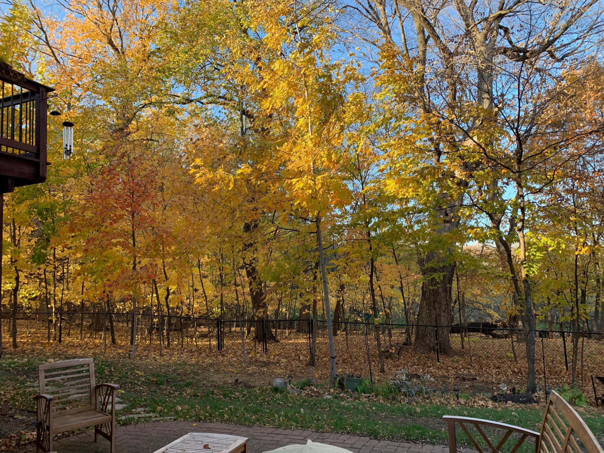 Fall Nature Views