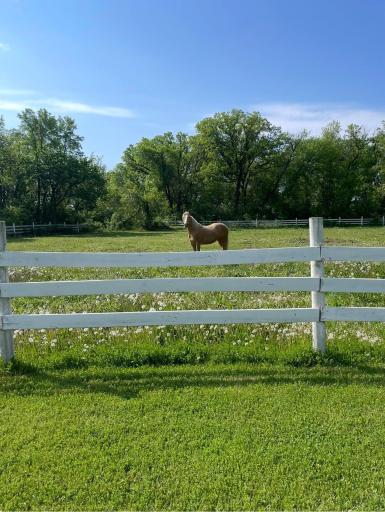 Horses