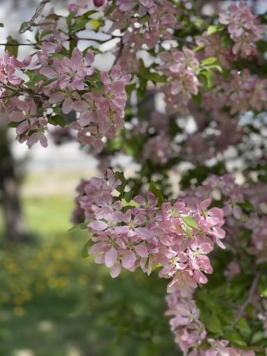Blooming Trees