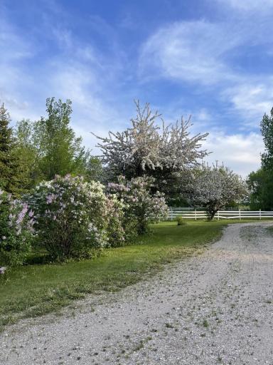 Blooming Trees