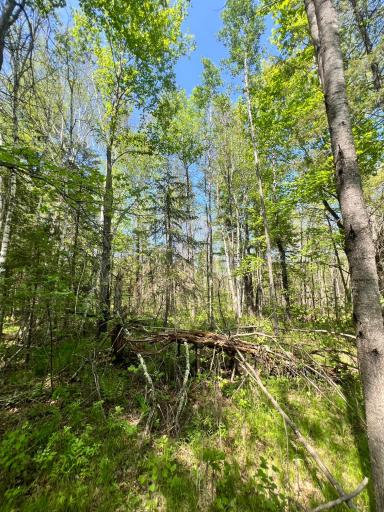 TBD County Rd 67, Grand Rapids, MN 55744