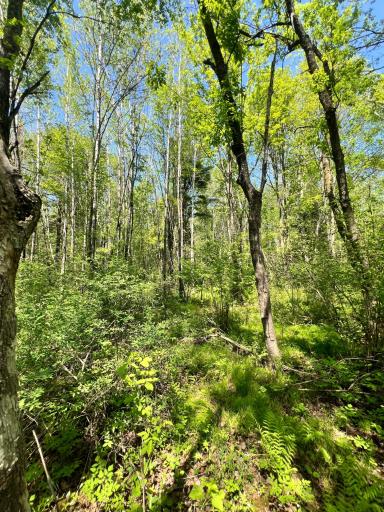 XXX Co Rd 67, Grand Rapids, MN 55744