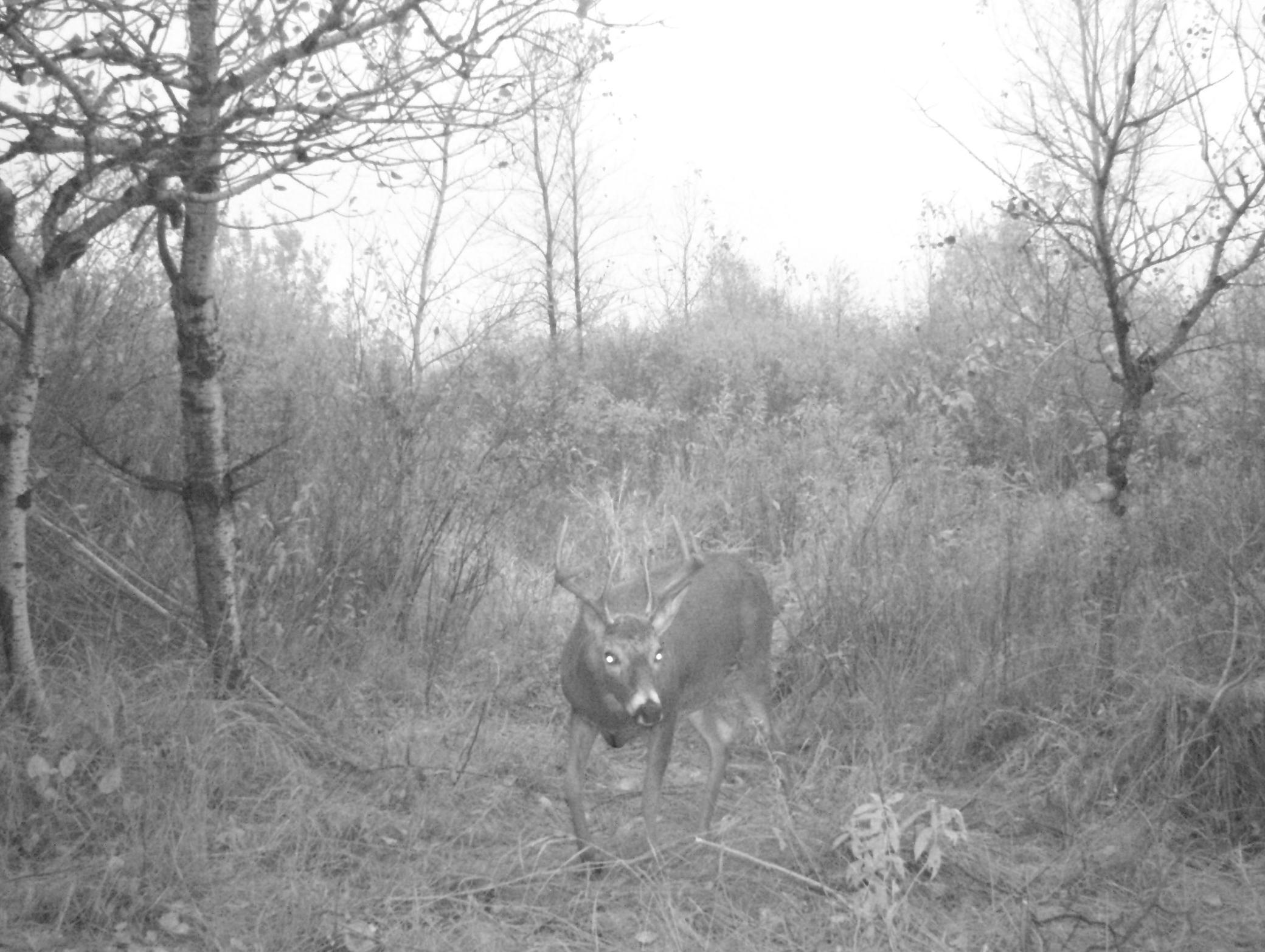 8 pt tall kickers south propery _2.JPG