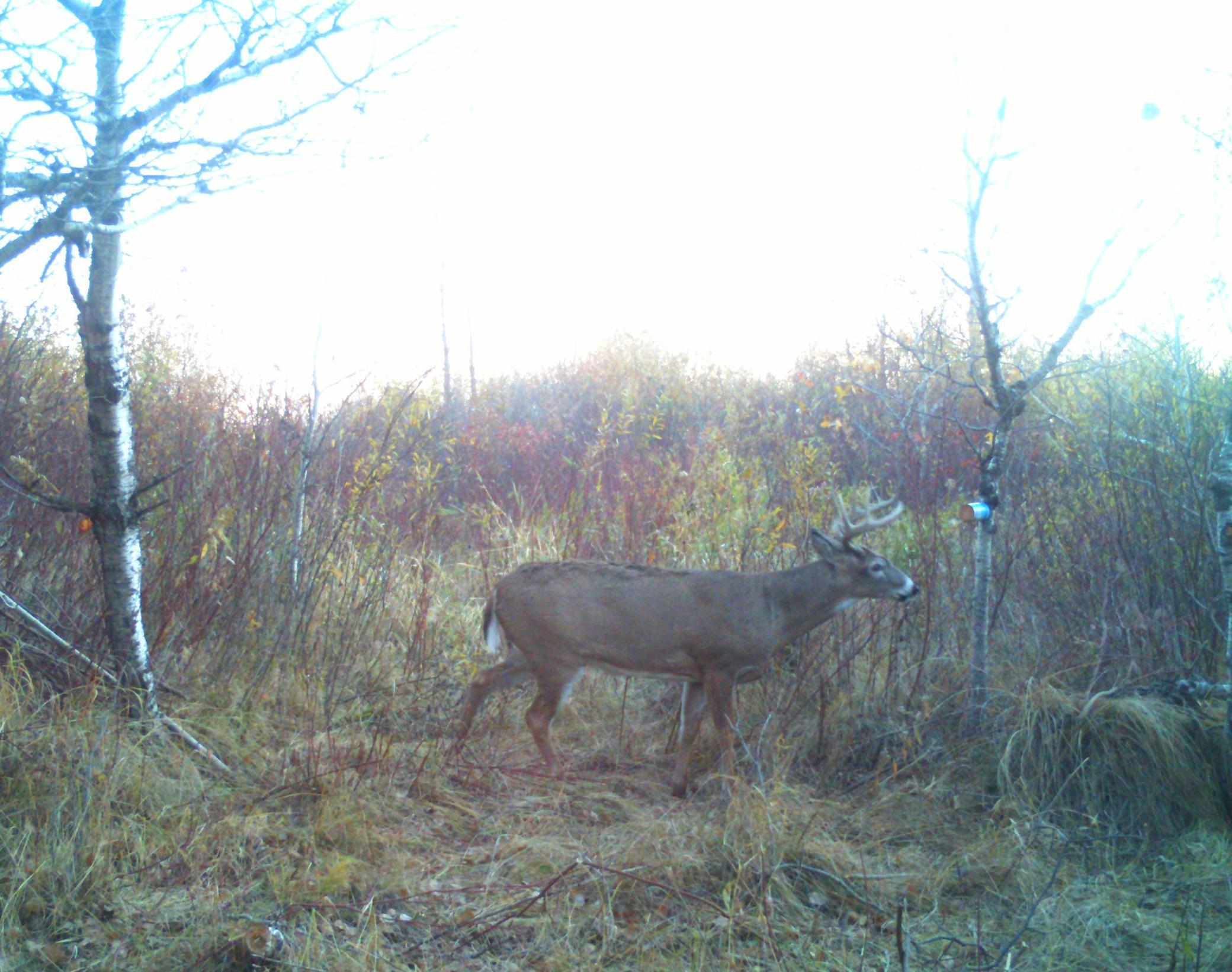 8 pt short kickers south property.JPG