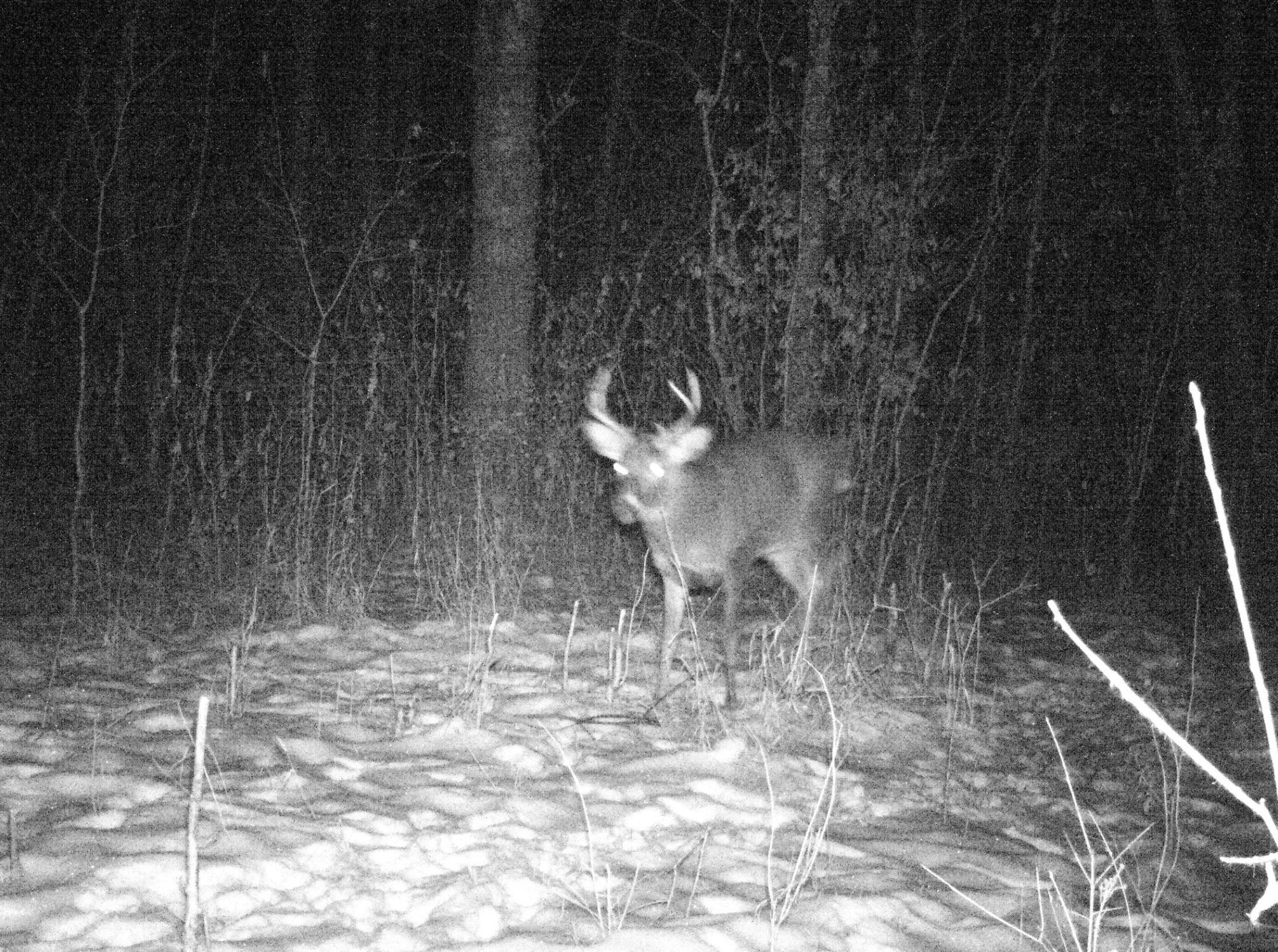 8 pt by flip down window stand 2.JPG