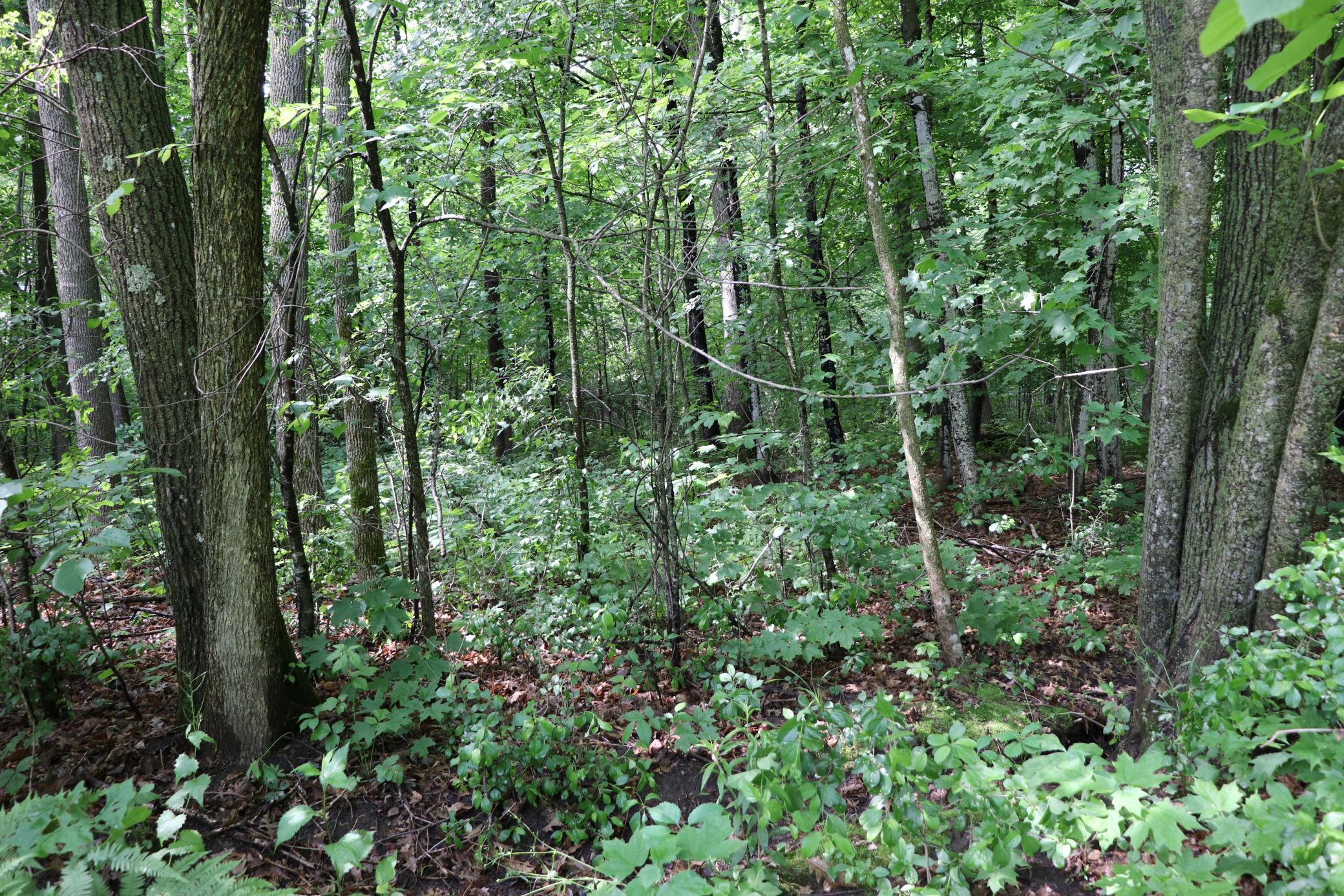 From the yard looking into the woods.