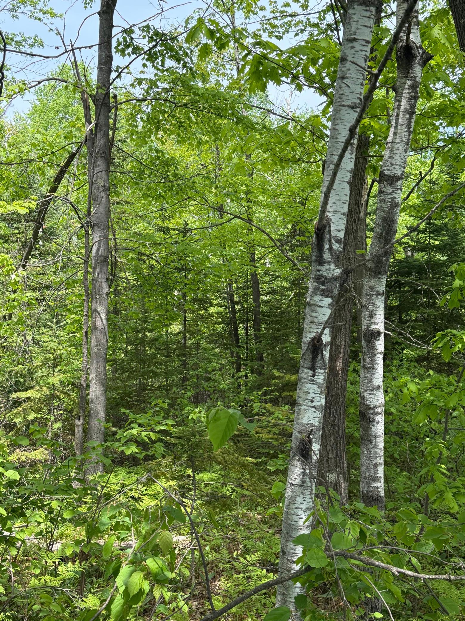 Looking into the property
