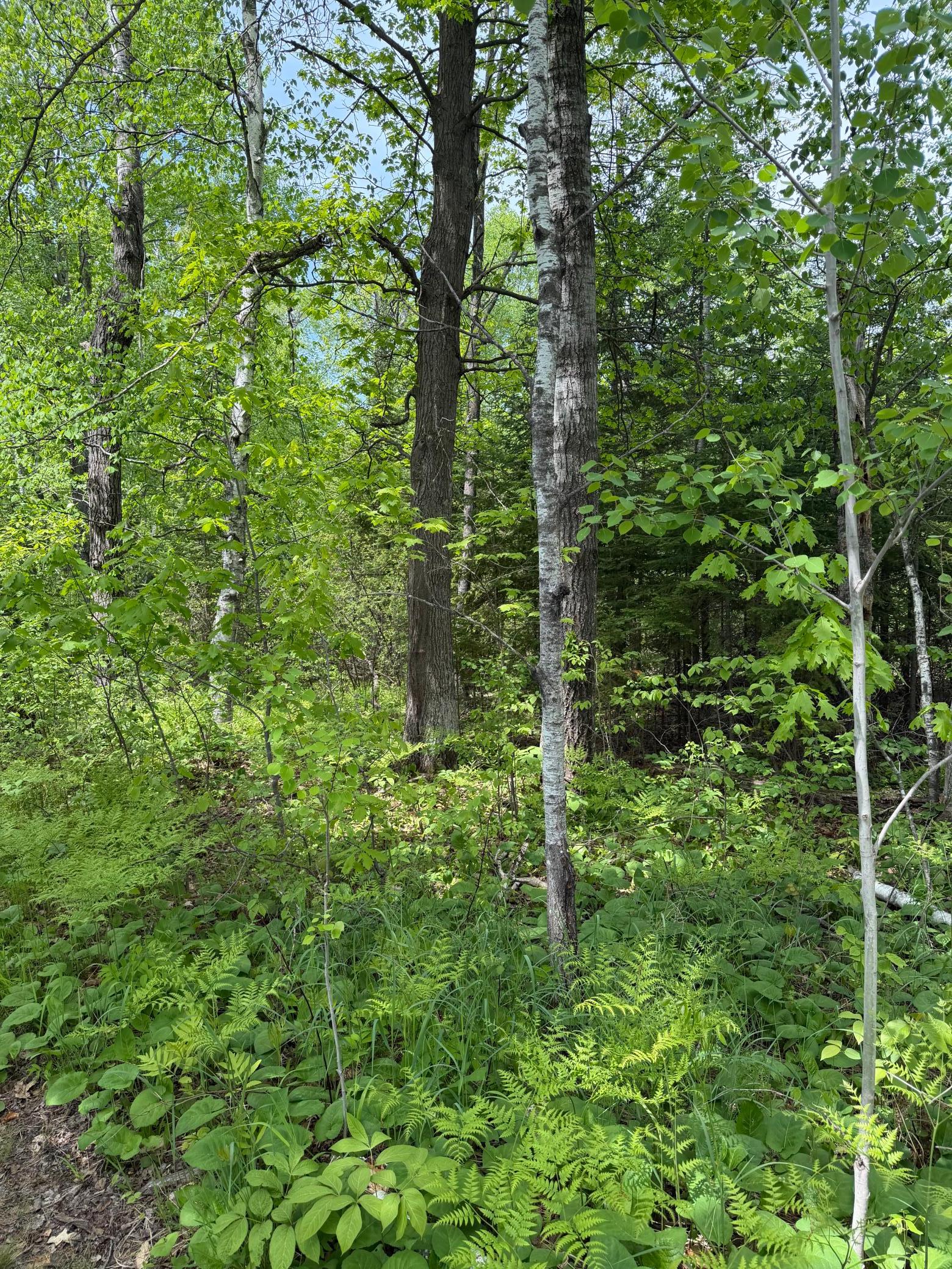 Looking into the property