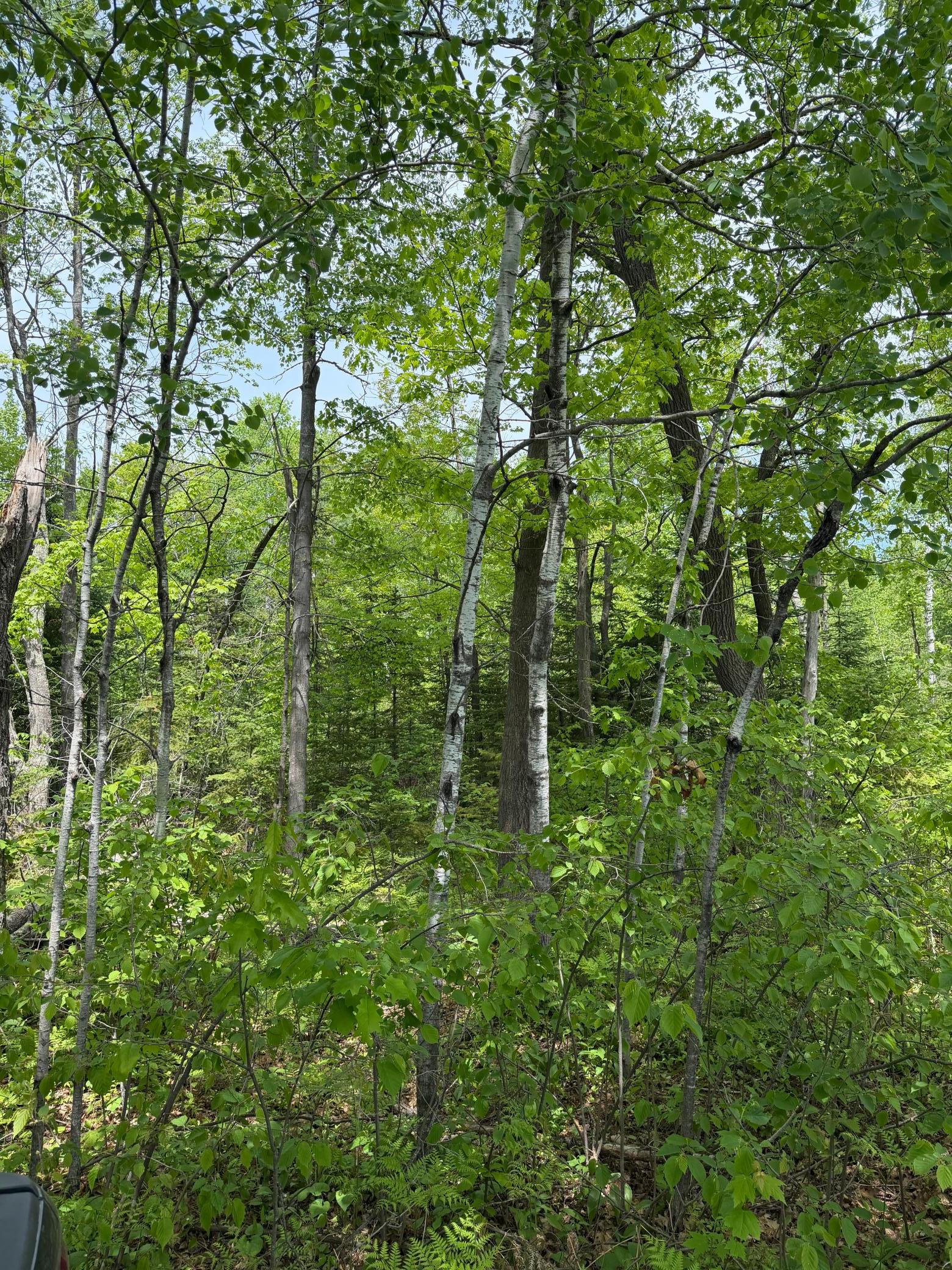 Looking into the property