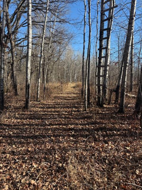 Fall Trail