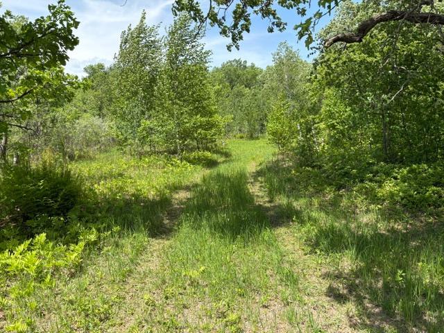 Trail