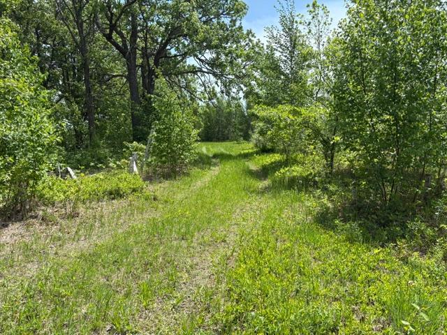 Trail