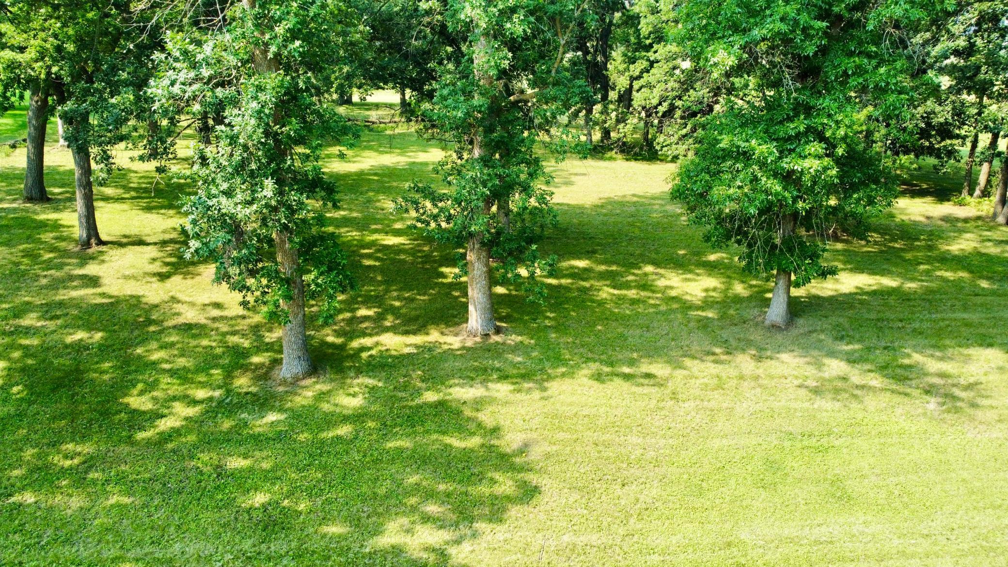 Mature Oaks