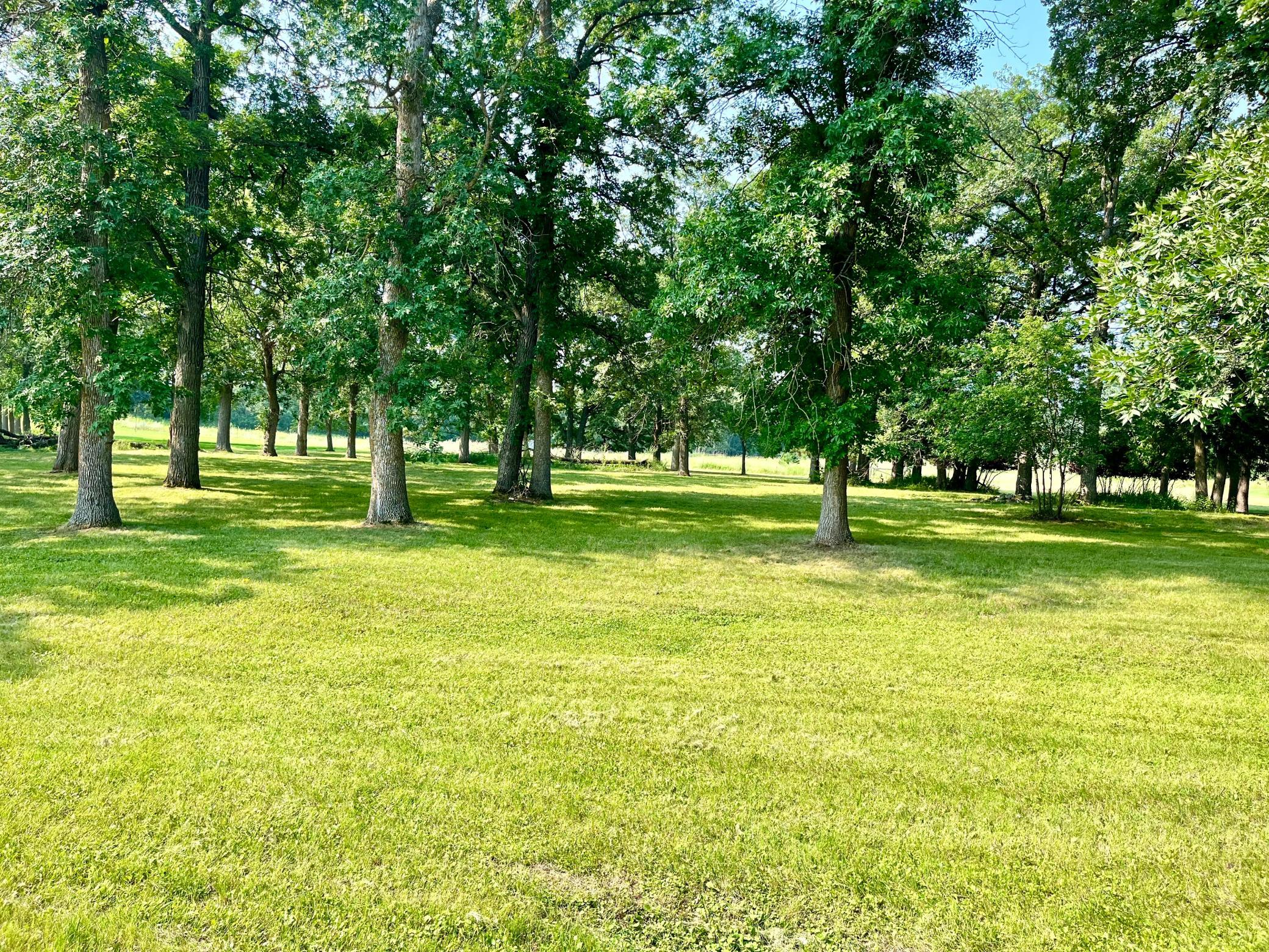 Tree Cover