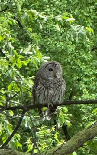 The owl that often comes to visit has been lovingly been named Owlbert!