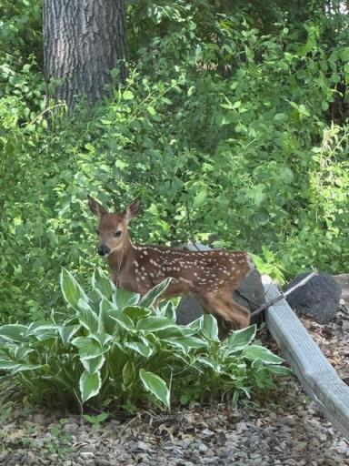 A little fawn visiting the backyard as well!