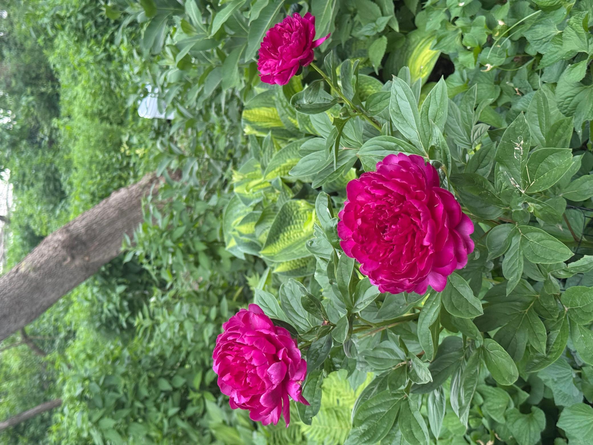 IMG_6798.jpeg