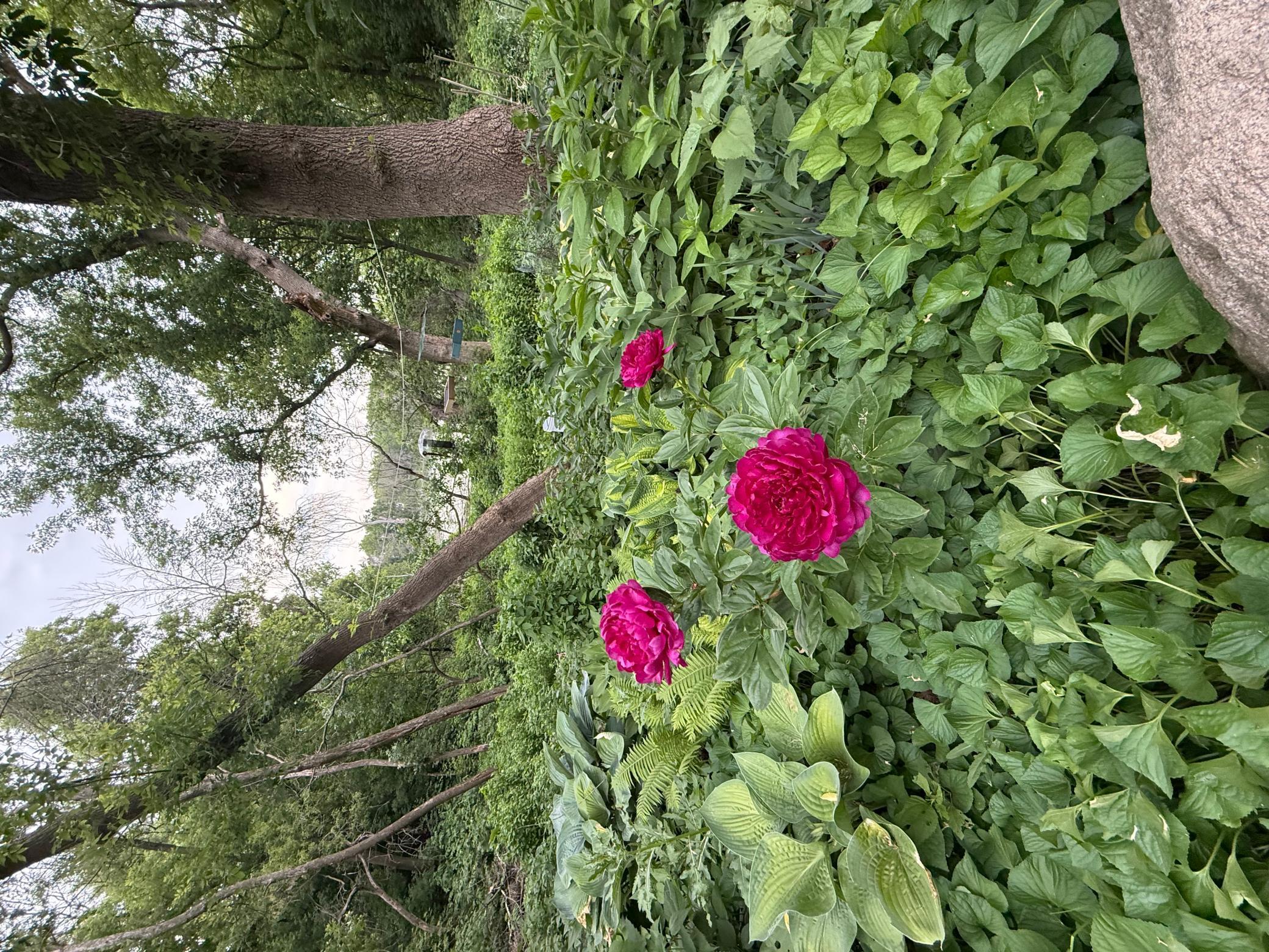 IMG_6797.jpeg