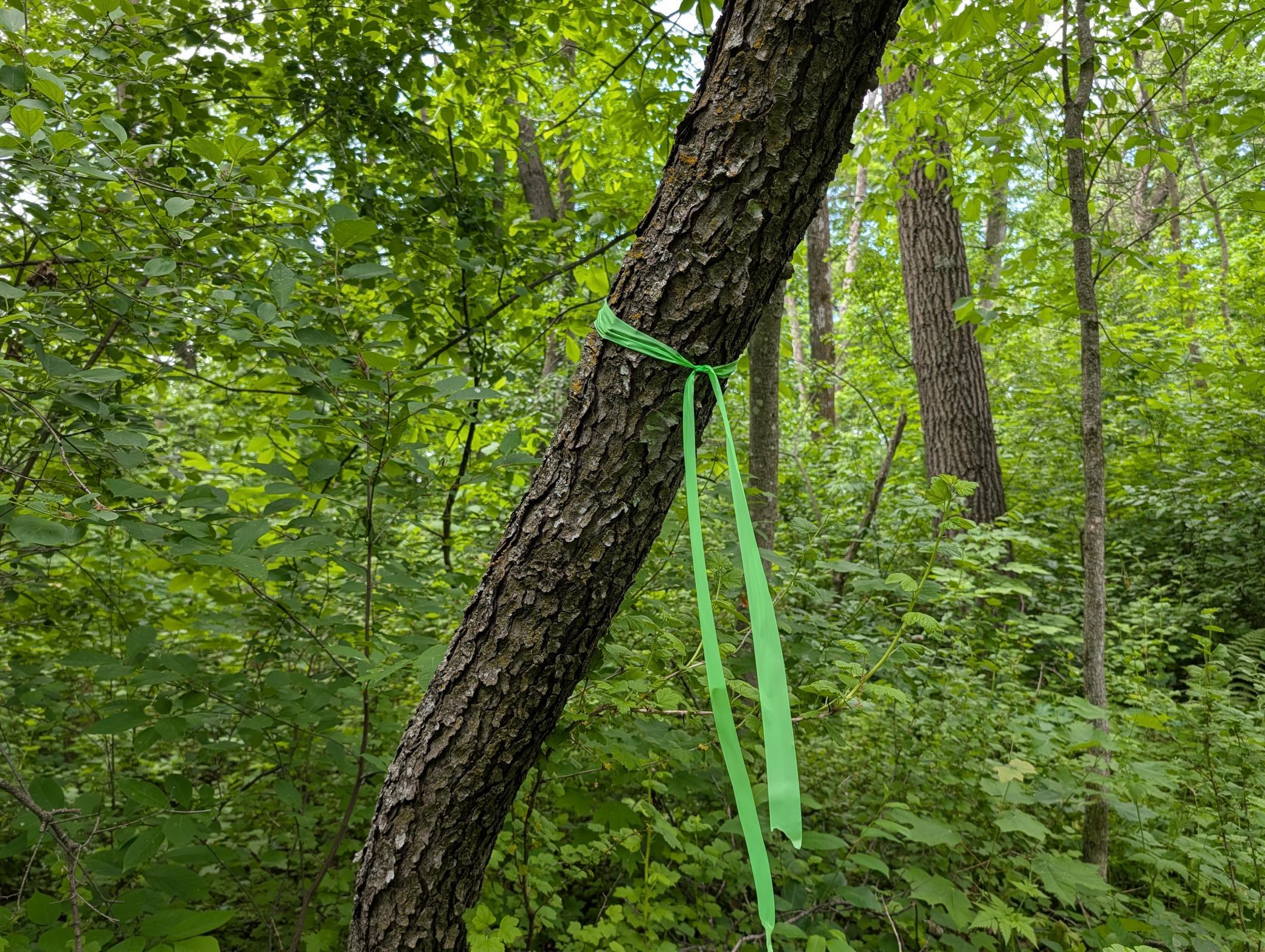 Land marked with green flagging tape